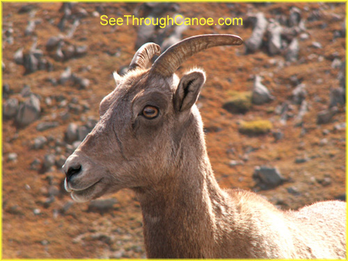Young Big Horn Sheep Close Up