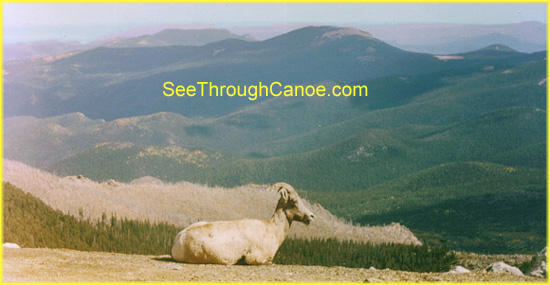 Picture of a big horn sheep looking over the edge of a mountain