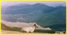 Big Horn Sheep Colorado