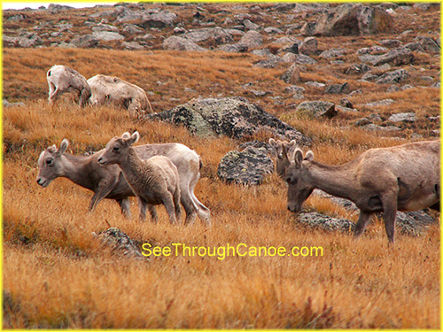 group of big horn sheep with babies