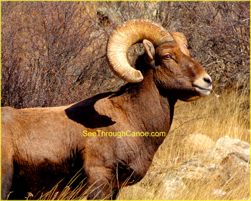 close up picture of an adult big horn sheep