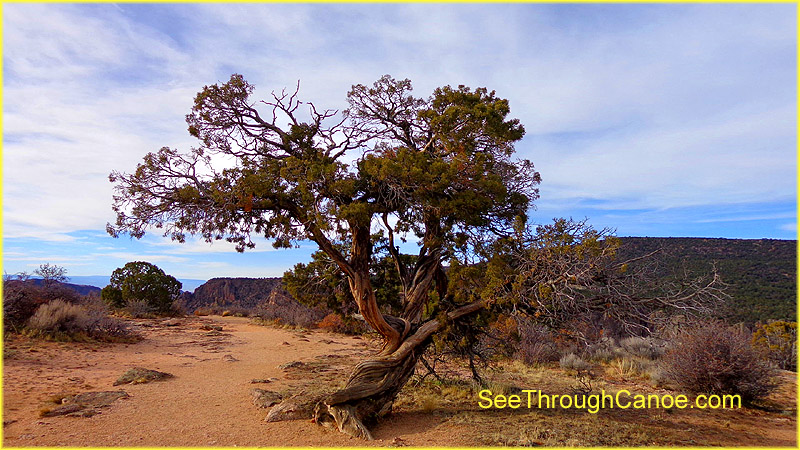 picture of a cool looking tree with a twisted trunk