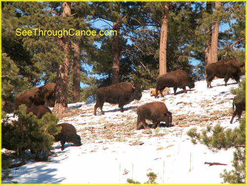 picture of a herd of buffalo on Lookout Mountain