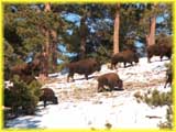 Buffalo Herd on Lookout Mountain