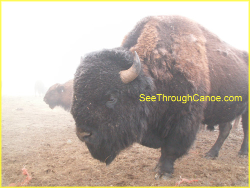 picture of a large adult buffalo in the fog