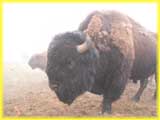 Buffalo in Colorado
