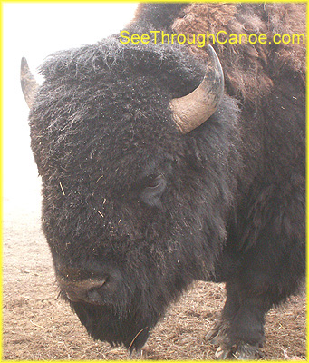close up picture of an adult buffalo