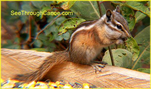 picture of a chipmunk eating cracked corn