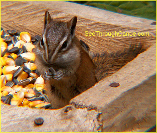 close up picture of a chipmunk at a feeder