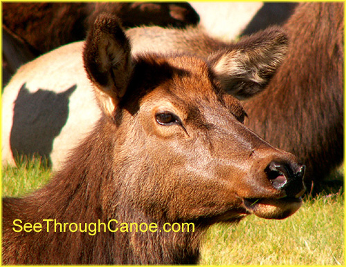 close up picture of a female elk