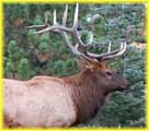 Close up of a Male Elk