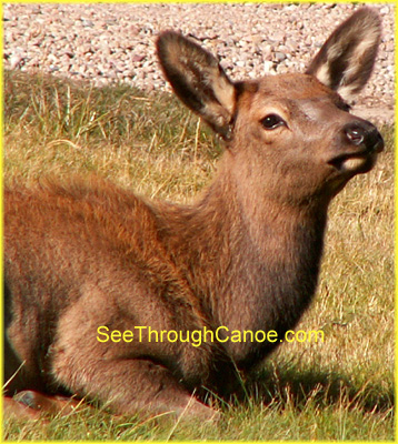 picture of a female elk laying in the grass