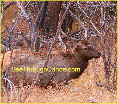 picture of a large bull elk in the woods