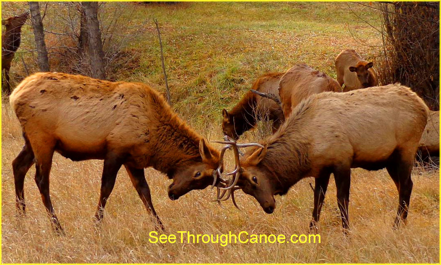Two Male Elk Locking Horns