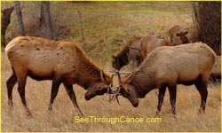 2 Elk Fighting