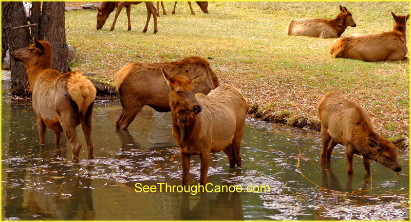 group of elk playing in the water