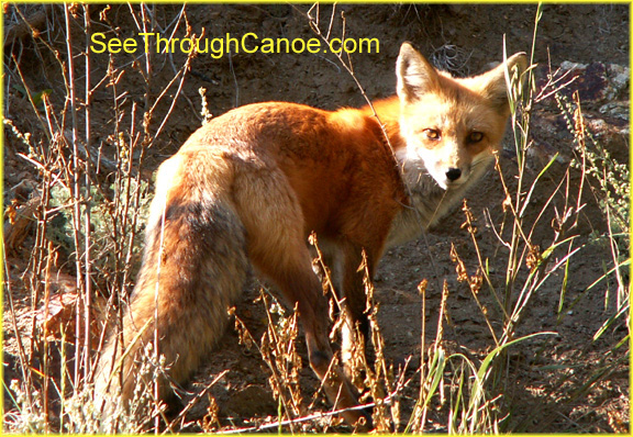 picture of a red fox