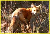 Fox Showing Tail