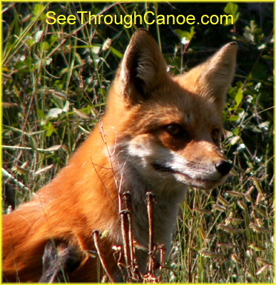 close up picture of a red fox