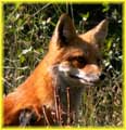 Close up of a Fox