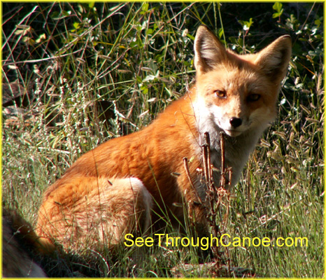 red fox picture