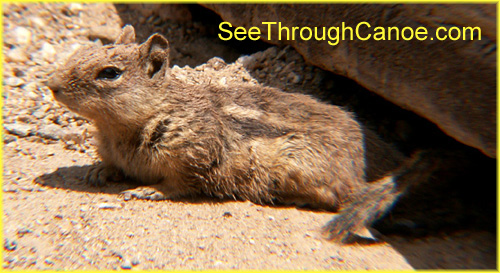 close up picture of a ground squirrel