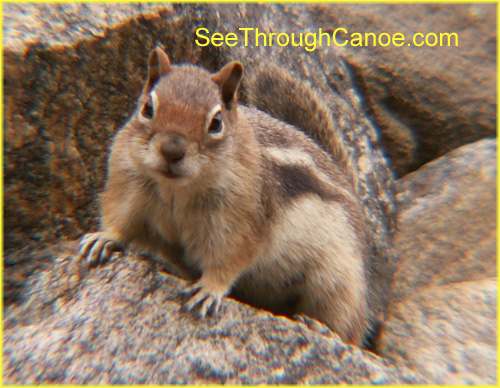 picture of a ground squirrel