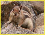 Ground Squirrel at Clear Lake