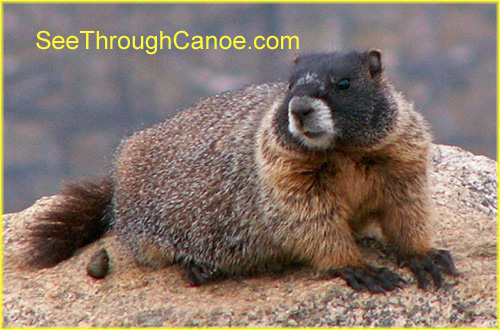 yellow bellied marmot sitting on rock