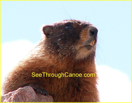 close up picture of a yellow bellied marmot