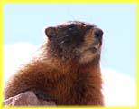 Close Up of a Marmot