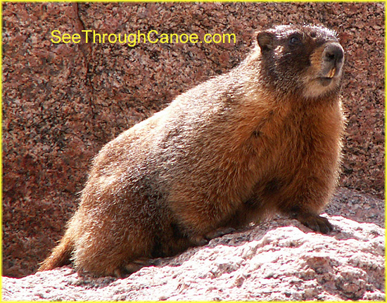 close up face picture of a yellow bellied marmot