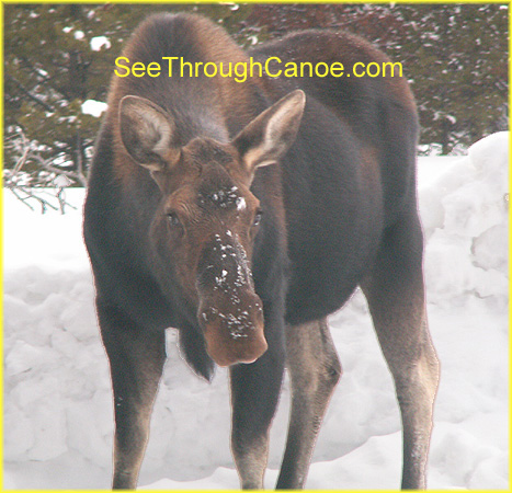 picture of a female moose in Rocky Mountain National Park