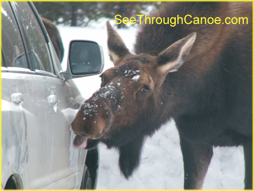 picture of a moose licking a car