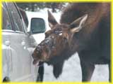 Moose Licking Salt off a Car