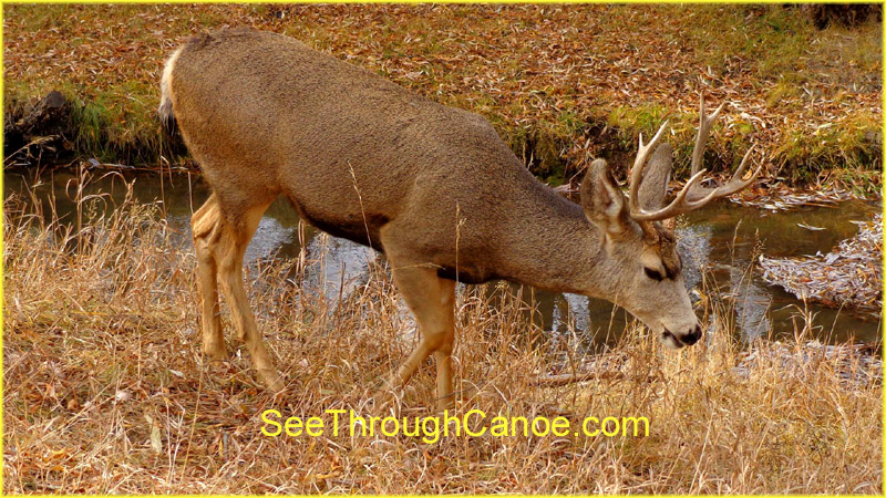 close up picture of a mule deer drinking from a creek