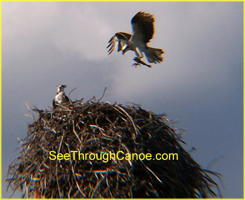 picture of an Osprey with a fish