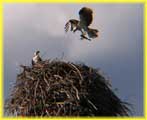 Osprey Carrying a Fish to the Nest