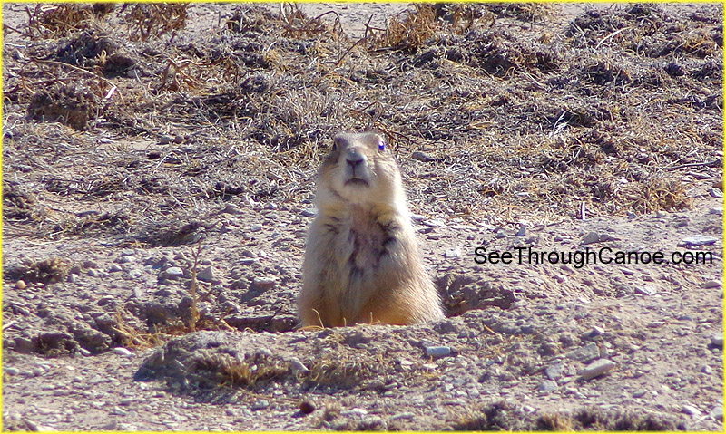 picture of a prarie dog standing up