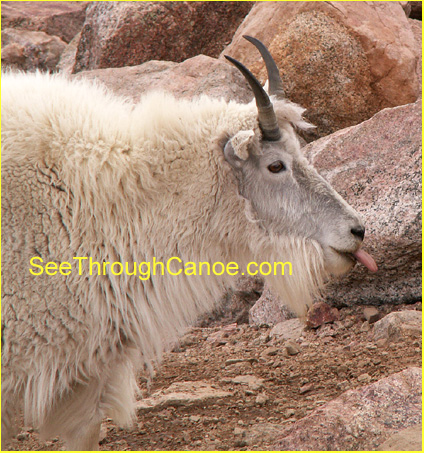 close up picture of a Rocky Mountain Goat