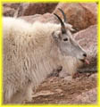 Mountain Goat Sticking out Tongue