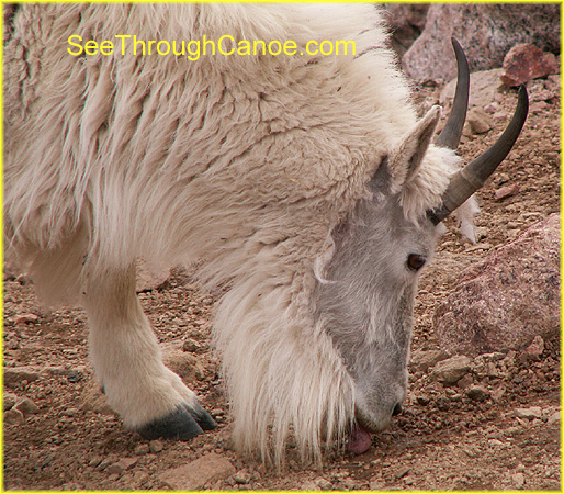 picture of a rocky mountain goat grazing
