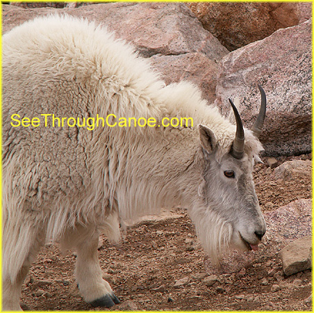 picture of a rocky mountain goat