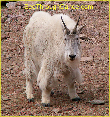 picture of a rocky mountain goat in Colorado