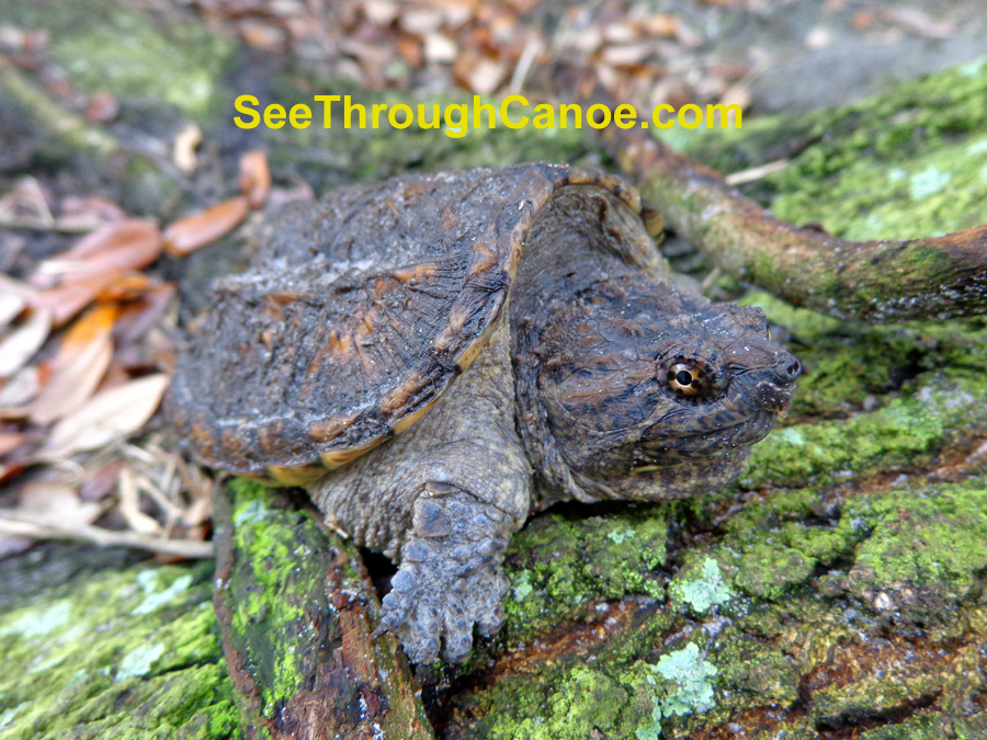 Picture of a baby alligator snapping turtle