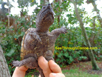 Photo showing the plastron of an alligator snapping turtle