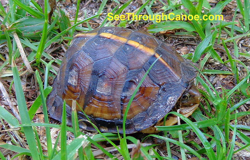 Picture of a box turtle found in Fort Walton Beach, FL