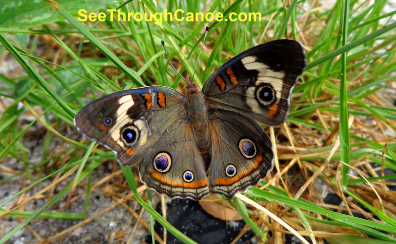 Picture of a butterfly