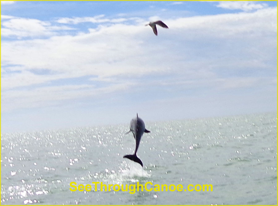 Dolphin jumping out of the water near Johns Pass