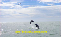 Photo of two dolpin jumping out of the water near Johns Pass in Treasure Island